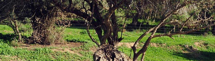 UNIZET: Alter Olivenbaum, der neu austreibt